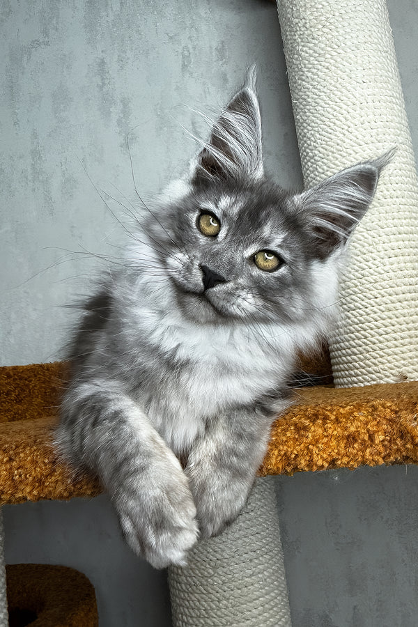 Palma | Maine Coon Kitten