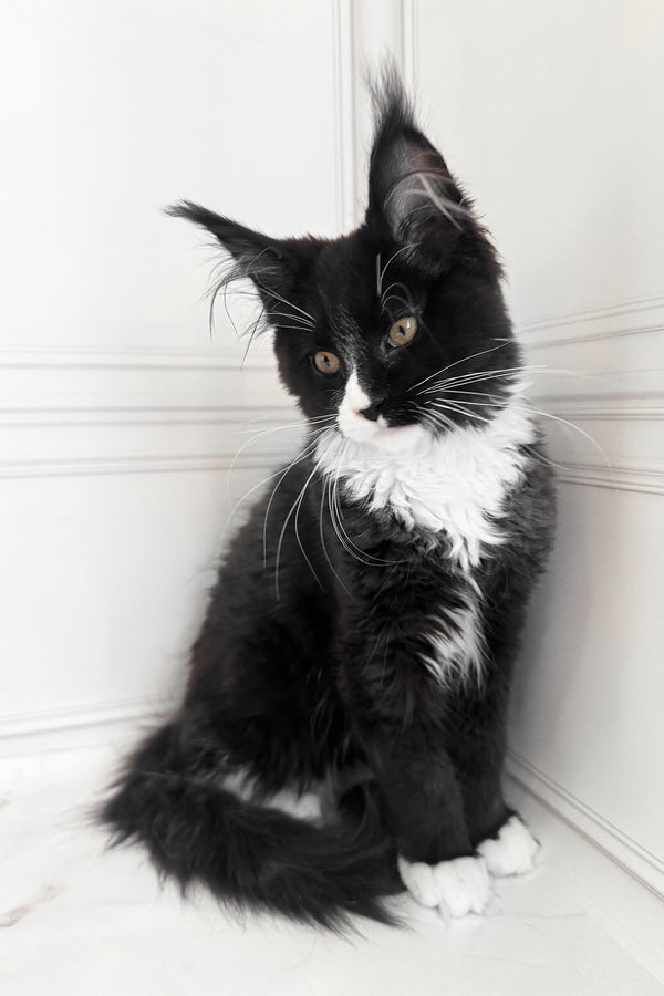 Plush | Maine Coon Kitten