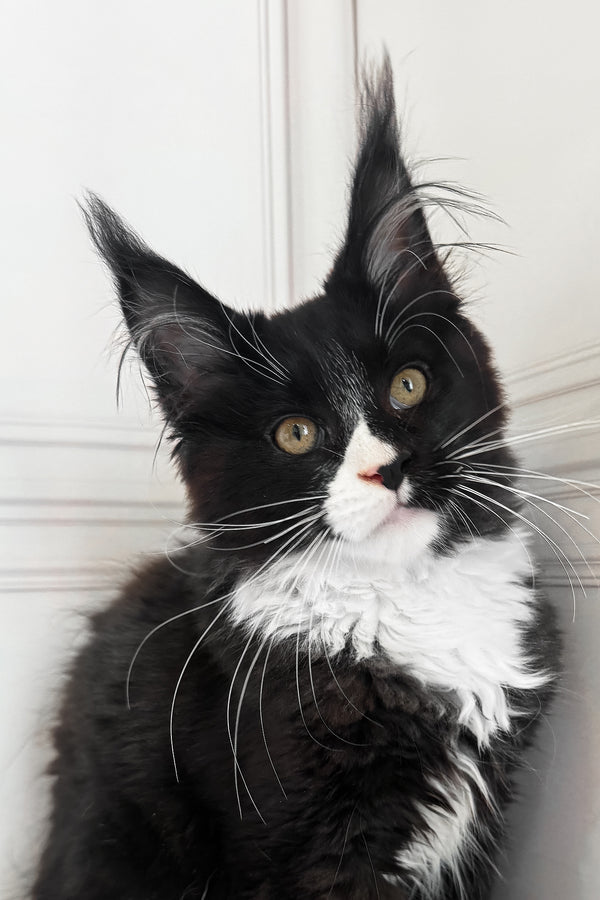 Plush | Maine Coon Kitten