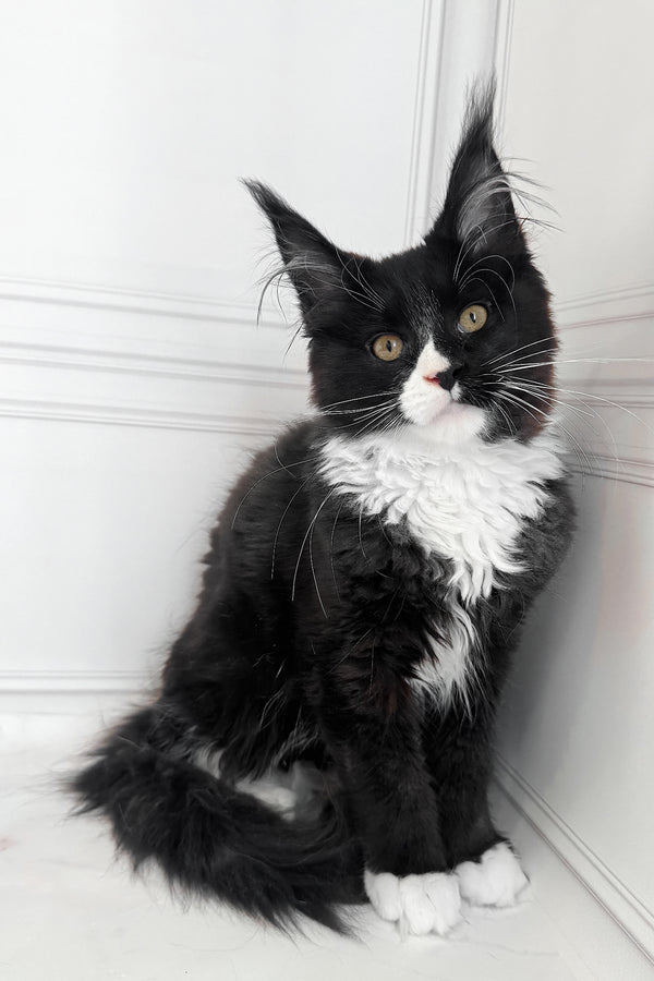 Plush | Maine Coon Kitten