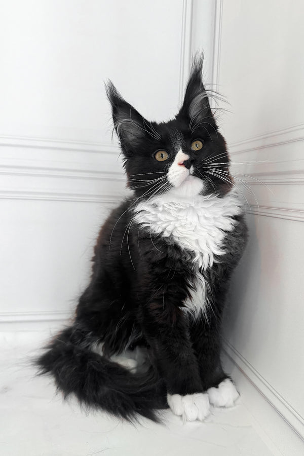 Plush | Maine Coon Kitten