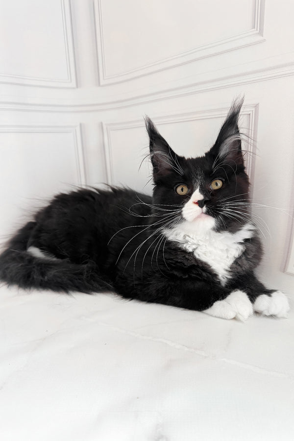 Plush | Maine Coon Kitten