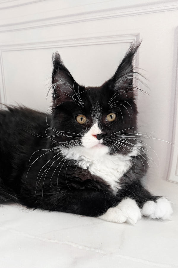 Plush | Maine Coon Kitten