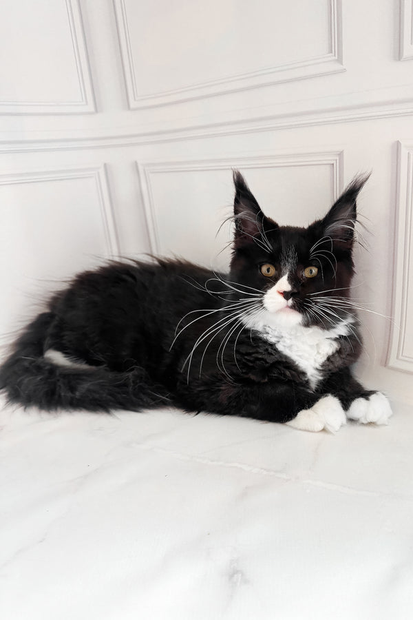 Plush | Maine Coon Kitten