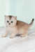 Vikki | Scottish Straight Kitten