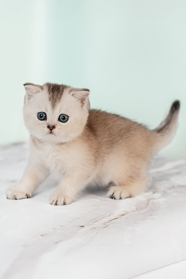 A fluffy silver ticked tabby scottish straight kitten with striking blue eyes and a soft plush coat from purebred kitties