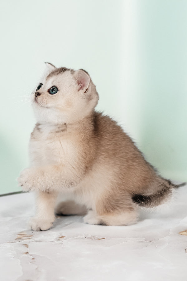 Vikki is a fluffy cream and light brown scottish straight kitten with striking green eyes perfect for purebred kitties fans