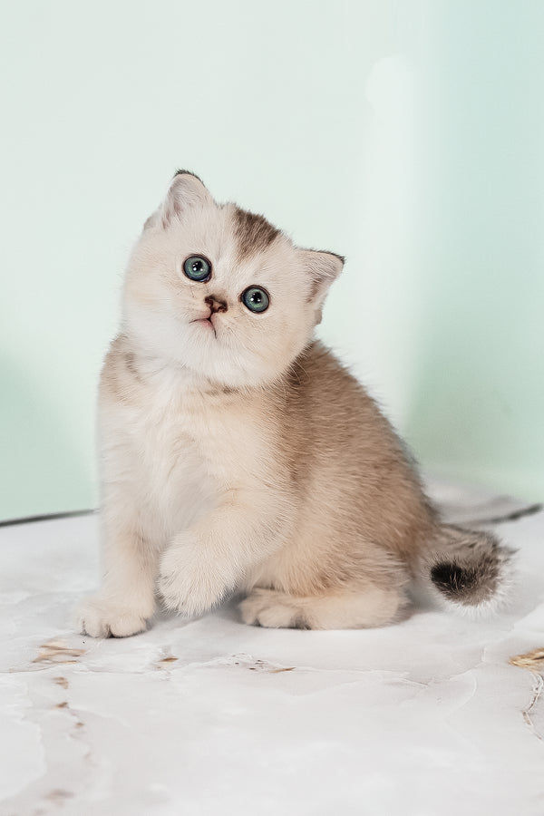 Vikki | Scottish Straight Kitten