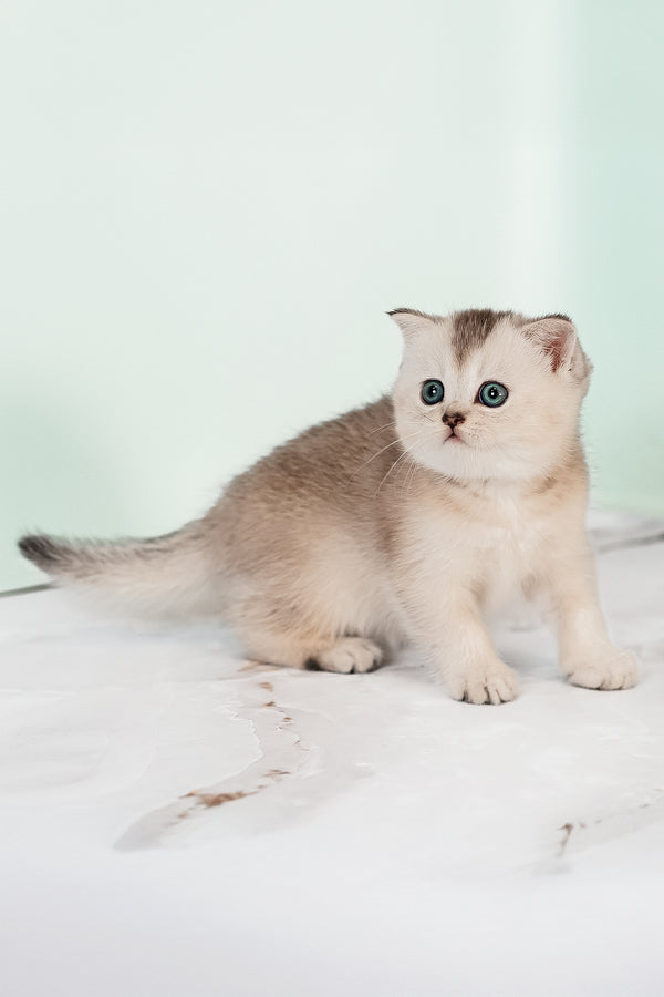 Vikki the scottish straight kitten is a fluffy silver ticked tabby with striking blue eyes on a white marble surface