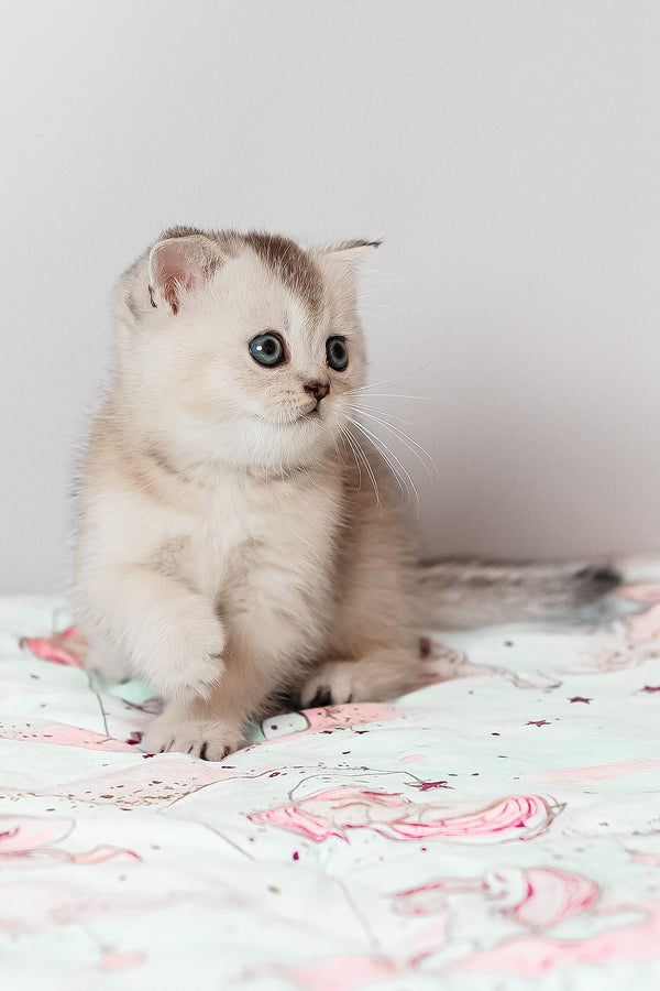 Vikki scottish straight kitten silver ticked tabby with blue eyes sitting on patterned blanket among purebred kitties