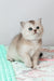 Vikki | Scottish Straight Kitten