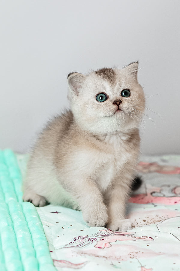 A fluffy silver ticked tabby scottish straight kitten with green eyes sits on a patterned blanket among purebred kitties