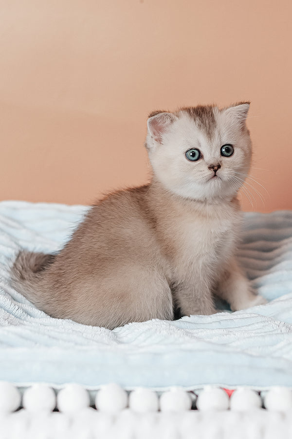 A fluffy silver ticked tabby scottish straight kitten with striking blue eyes sits on a soft light blanket