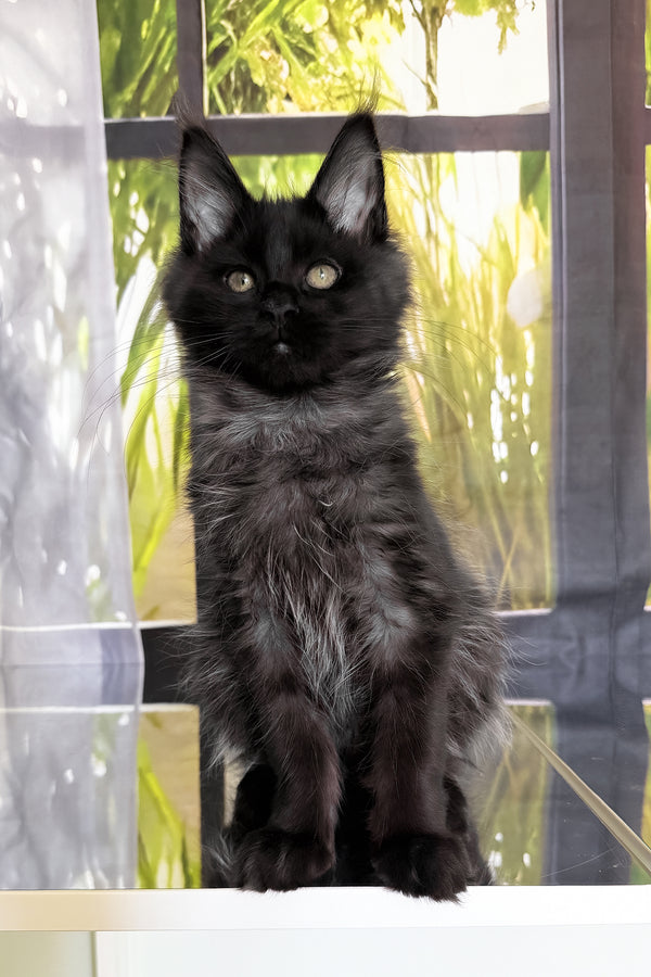 Toris | Maine Coon Kitten