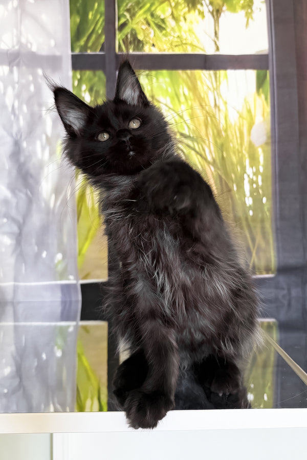 Toris | Maine Coon Kitten