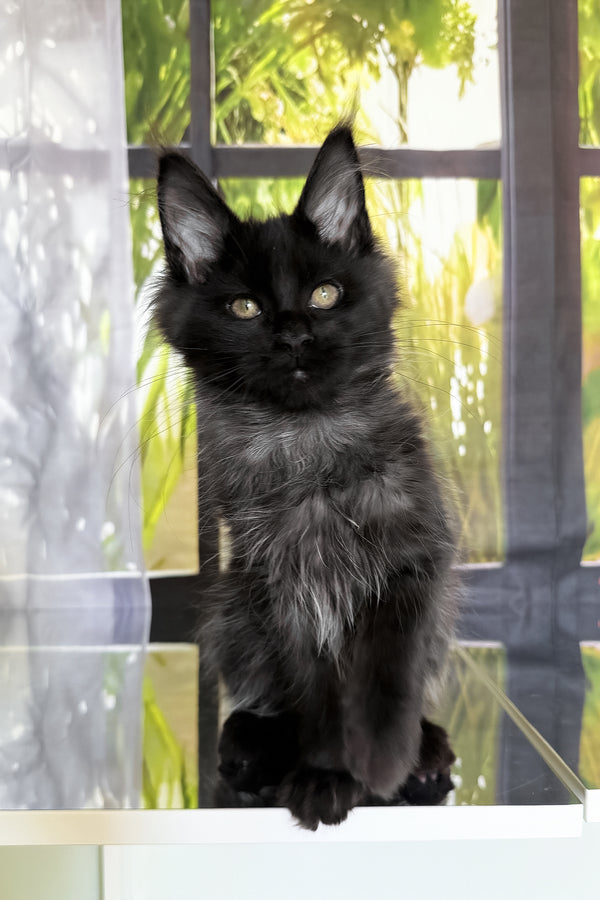 Toris | Maine Coon Kitten