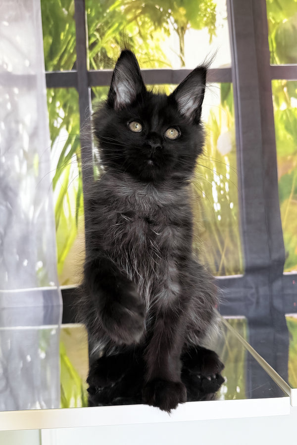 Toris | Maine Coon Kitten
