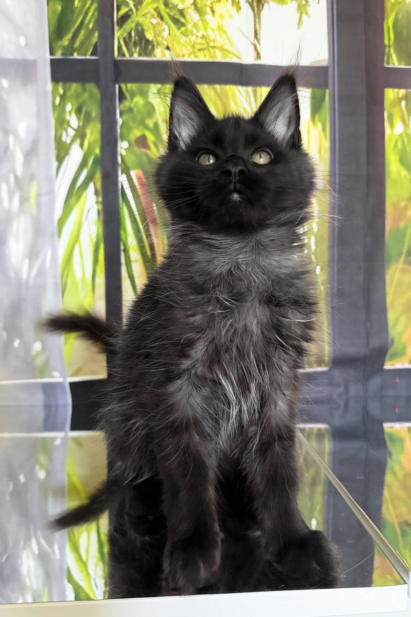 Toris | Maine Coon Kitten