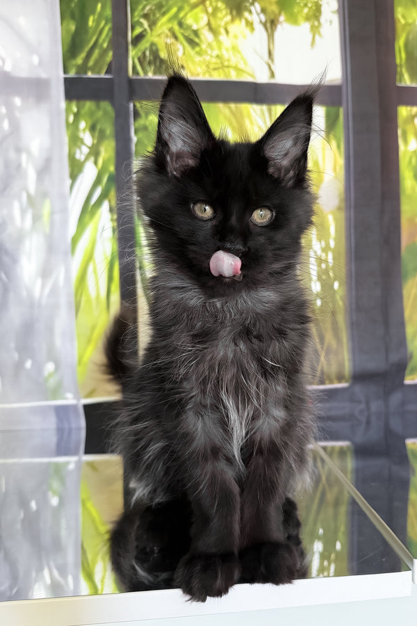 Toris | Maine Coon Kitten