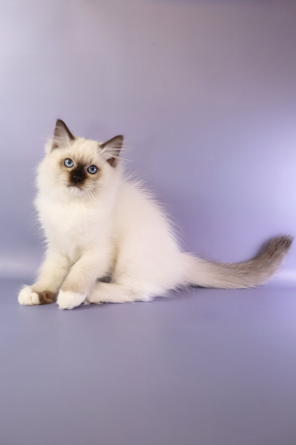Ignat | Ragdoll Kitten