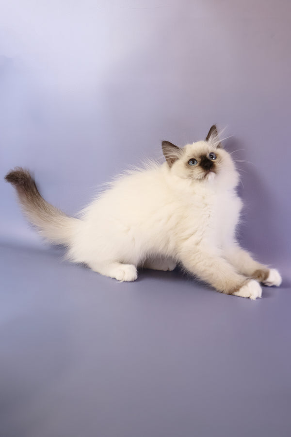 Ignat | Ragdoll Kitten
