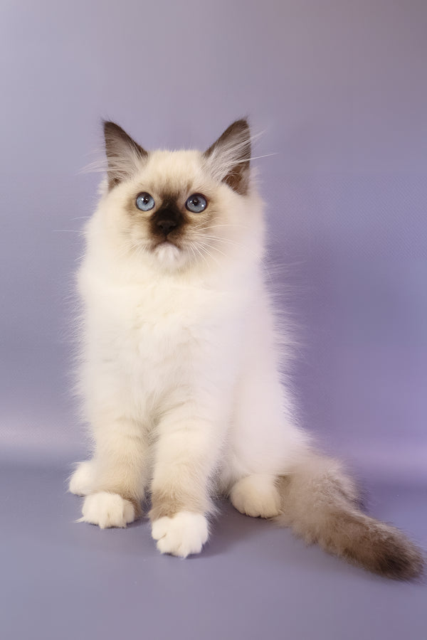 Ignat | Ragdoll Kitten