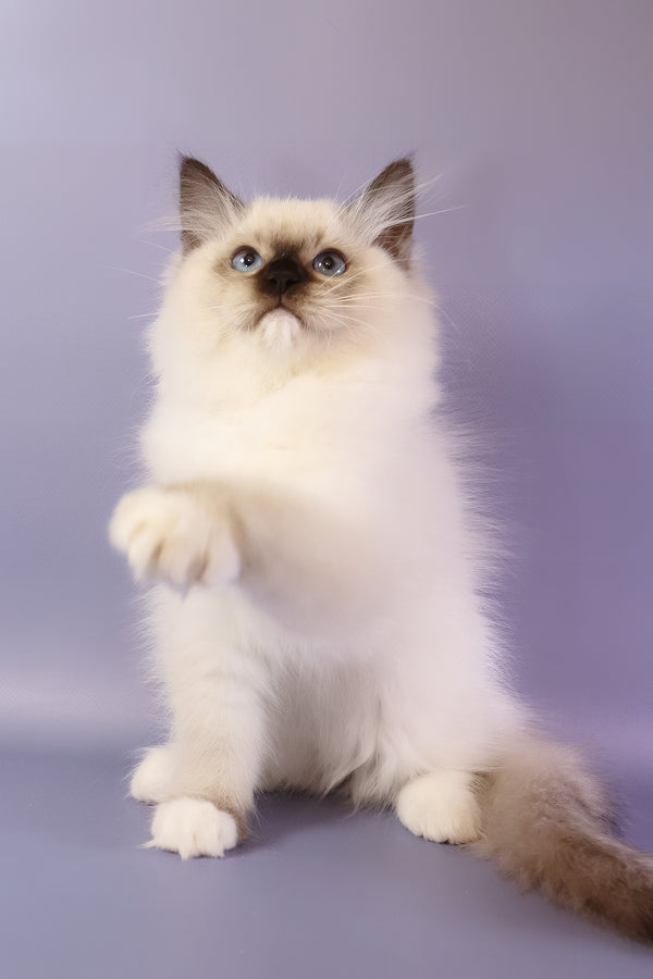 Ignat | Ragdoll Kitten