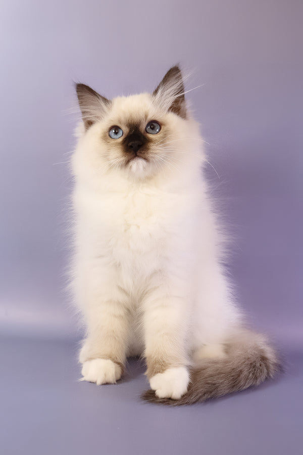 Ignat | Ragdoll Kitten