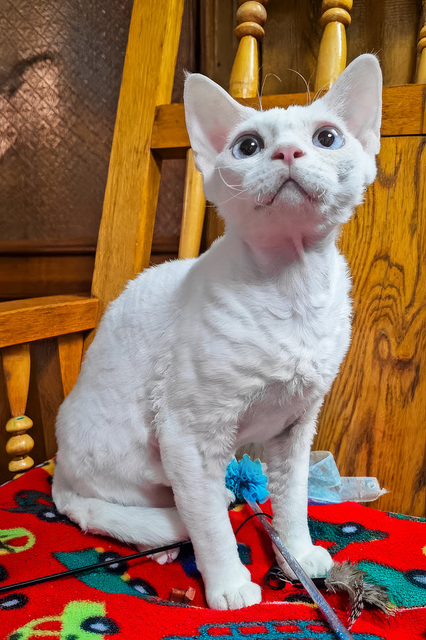 Luna | Devon Rex Kitten