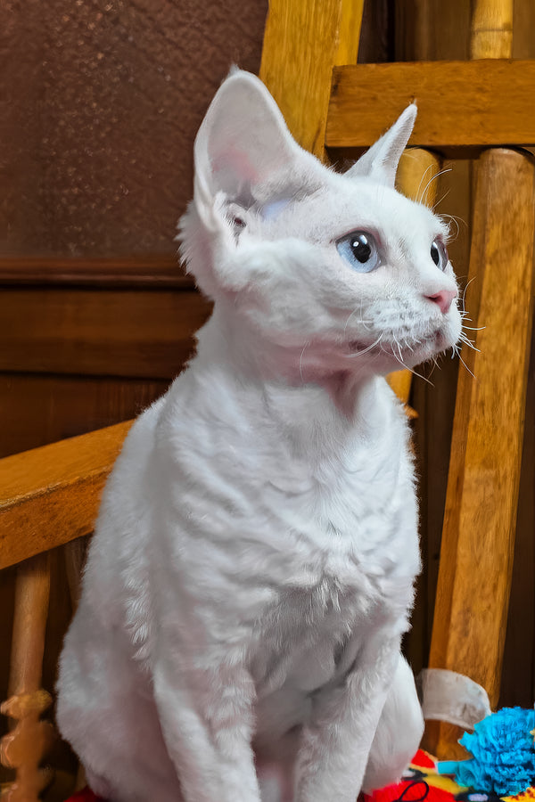 Luna | Devon Rex Kitten