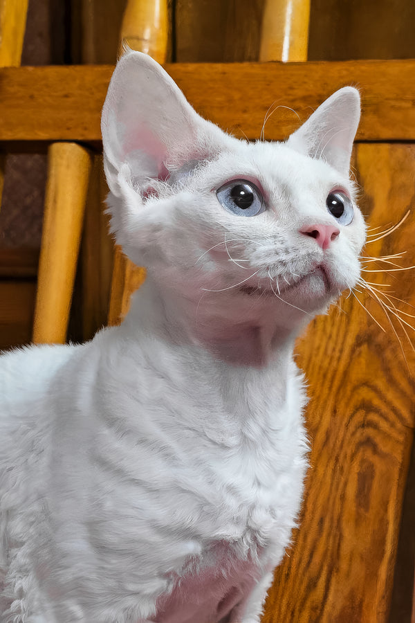 Luna | Devon Rex Kitten