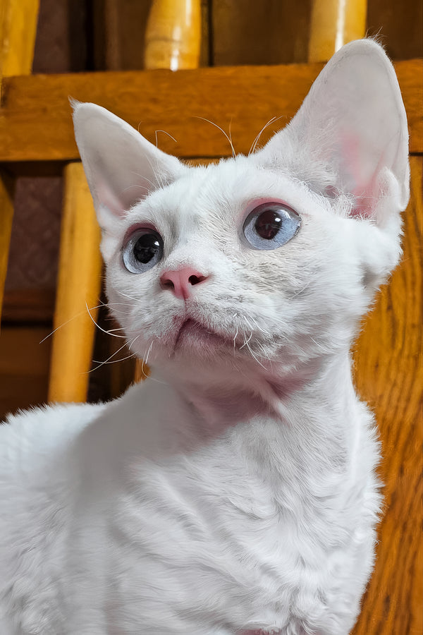 Luna | Devon Rex Kitten
