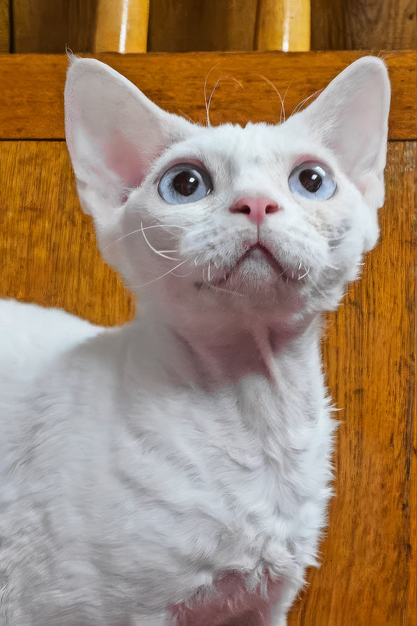 Luna | Devon Rex Kitten