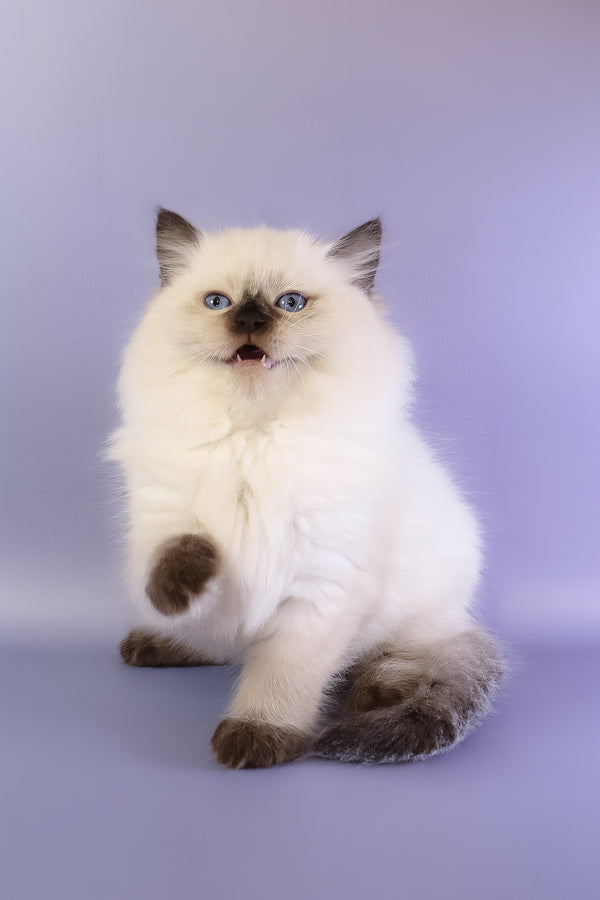 Jimmy | Ragdoll Kitten