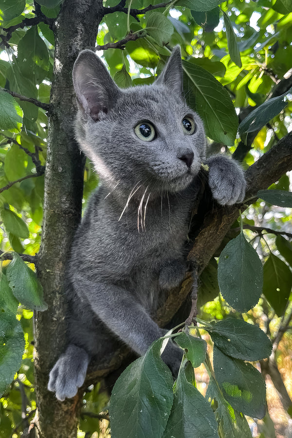 Mon | Russian Blue Kitten