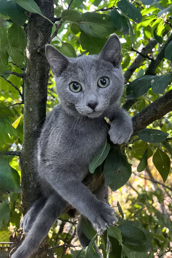 Mon | Russian Blue Kitten
