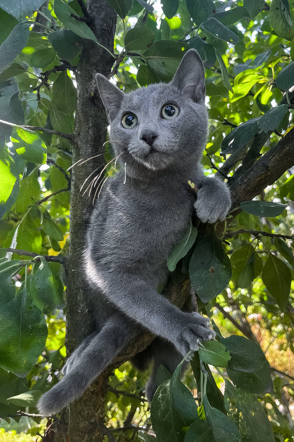 Mon | Russian Blue Kitten