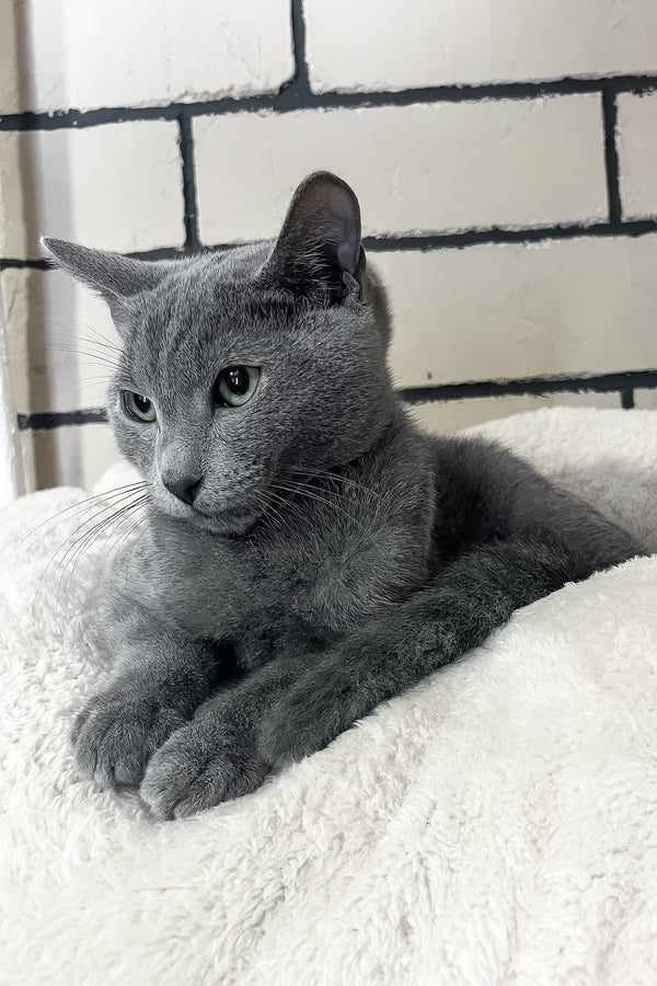 Mon | Russian Blue Kitten