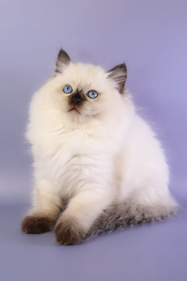 Jimmy | Ragdoll Kitten