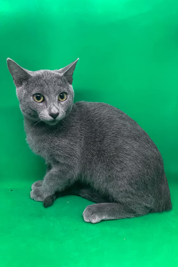 Mon | Russian Blue Kitten