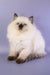 Jimmy | Ragdoll Kitten