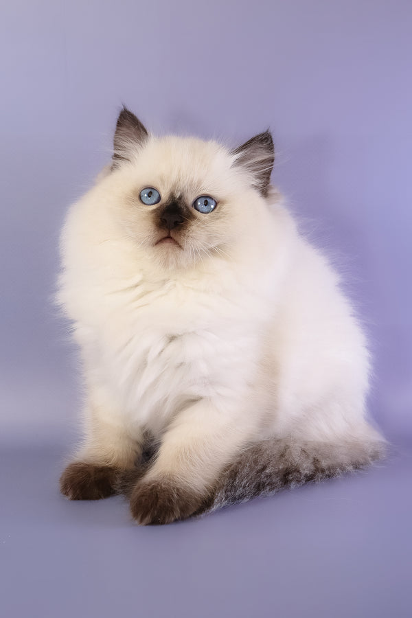 Jimmy | Ragdoll Kitten