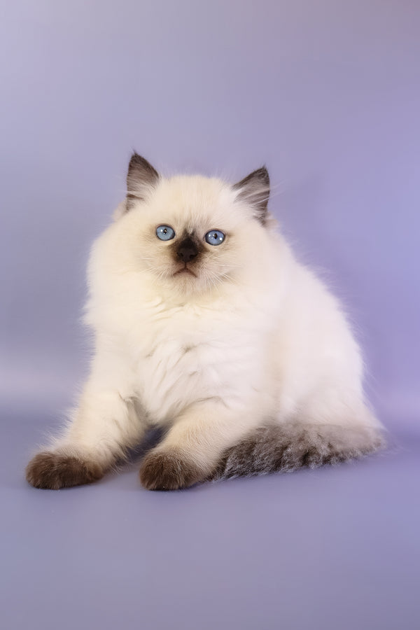 Jimmy | Ragdoll Kitten