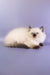 Jimmy | Ragdoll Kitten