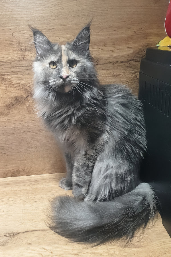 Amazon | Maine Coon Kitten