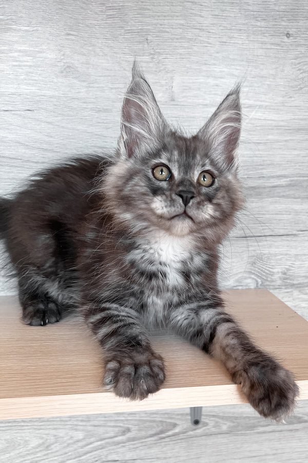 Patrick | Maine Coon Kitten