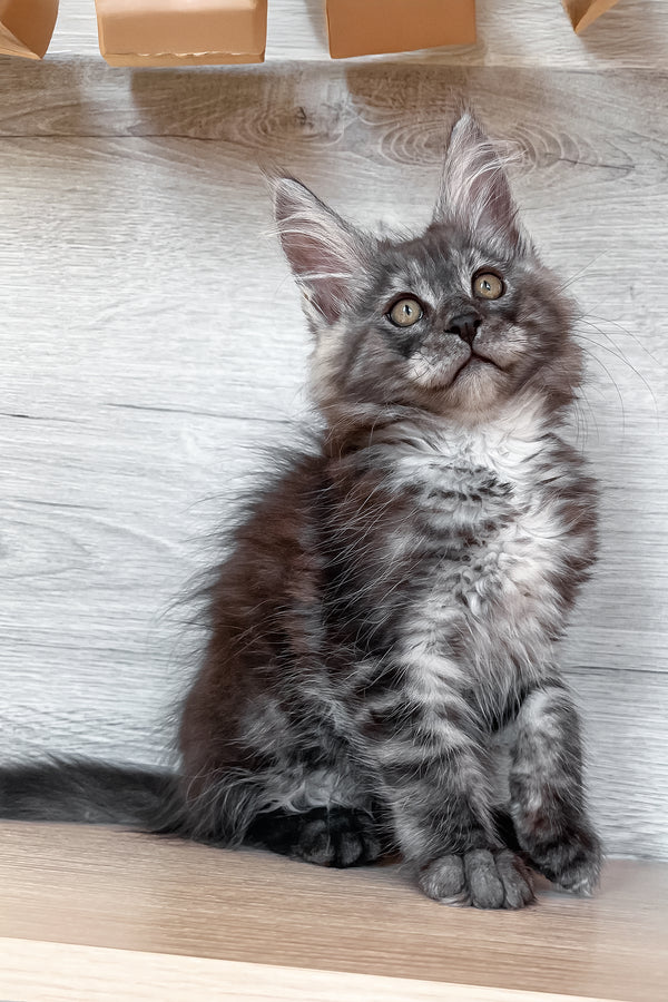 Patrick | Maine Coon Kitten