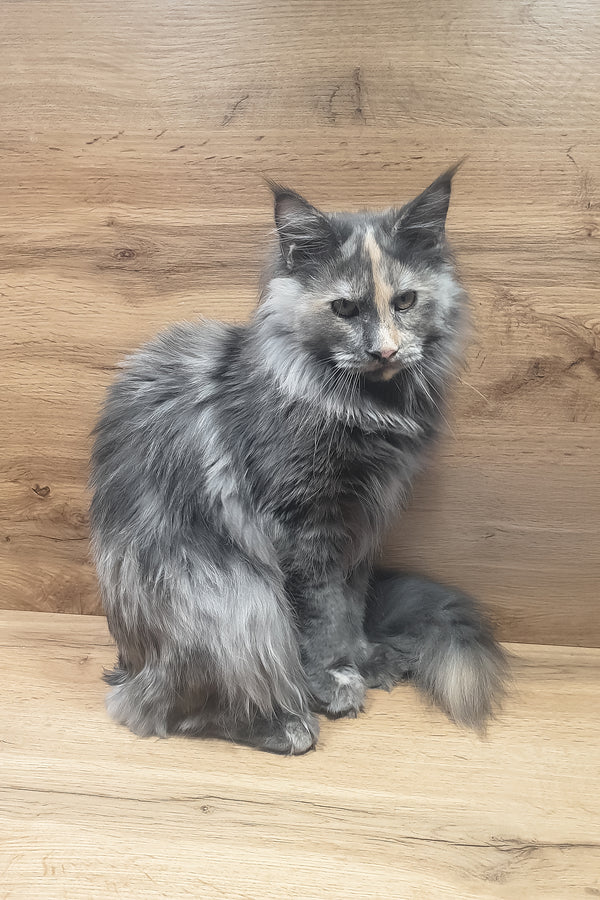 Amazon | Maine Coon Kitten