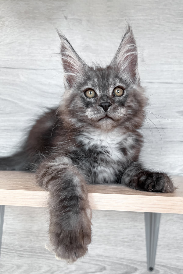 Patrick | Maine Coon Kitten