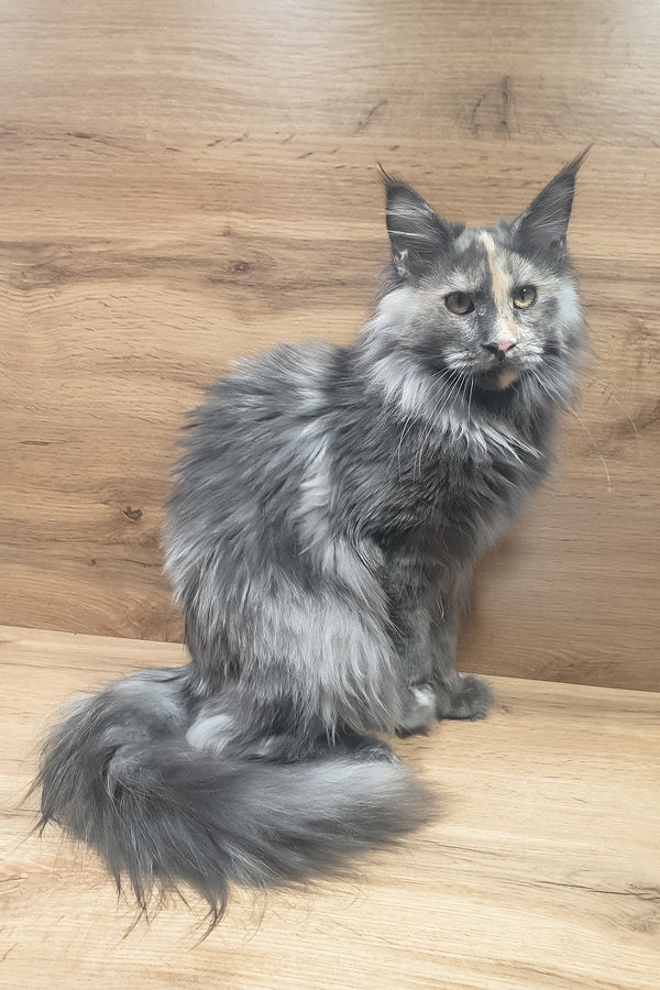 Amazon | Maine Coon Kitten